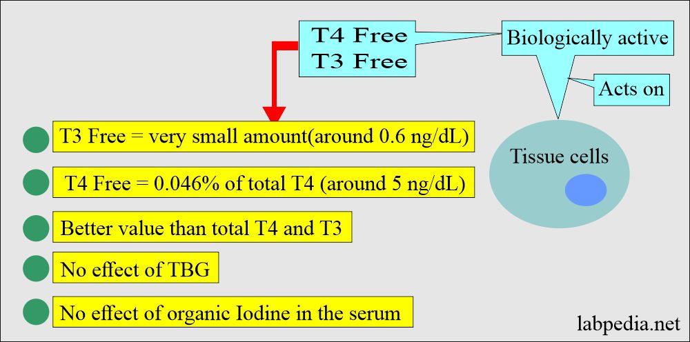 Free Triiodothyronine: Free T4 and Free T3 functions