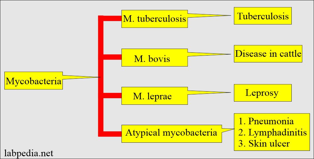 Acid-Fast Bacilli Culture: TB various types