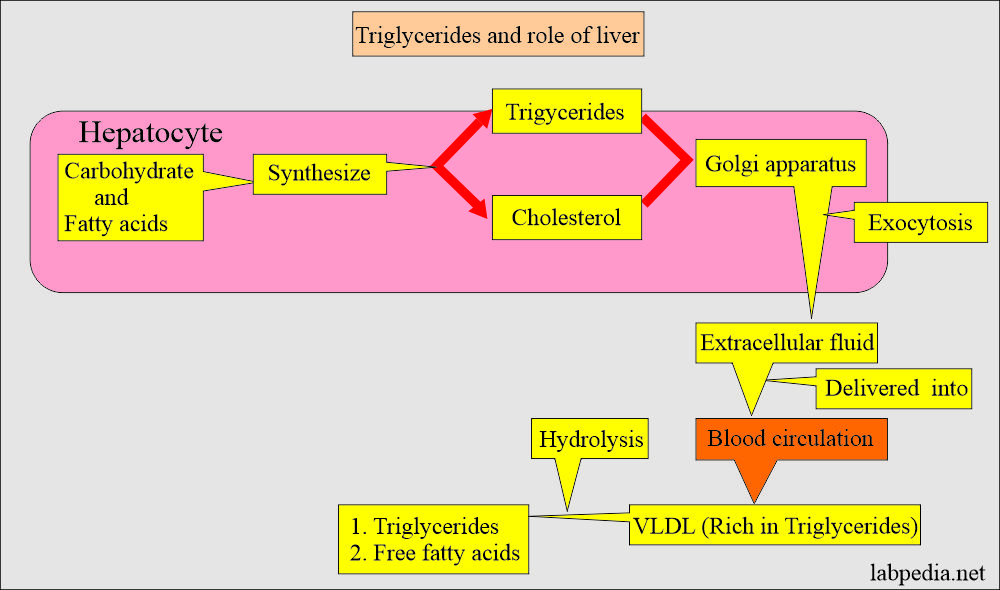Triglyceride and role of liver