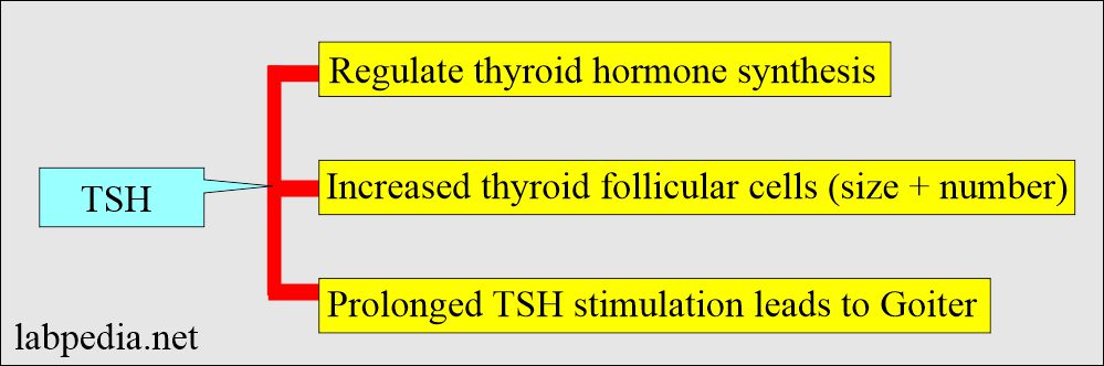 TSH role on thyroid gland