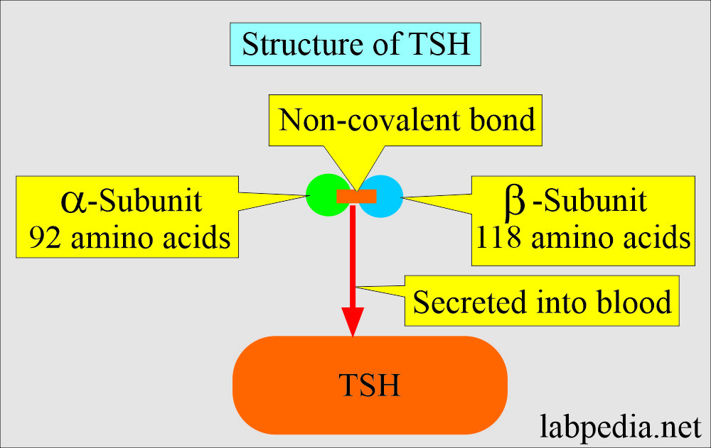 TSH structure