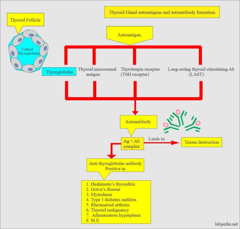 Anti-Thyroid Microsomal Antibody, Anti-Thyroid Peroxidase antibody ...