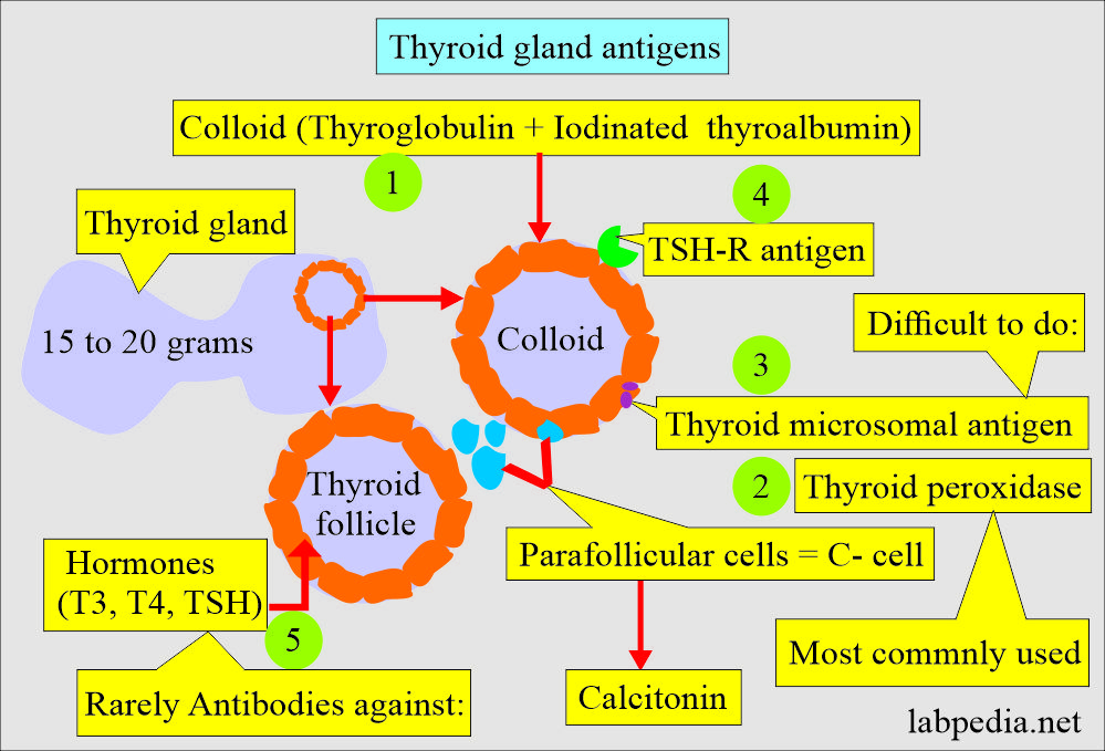Possible source of Thyroid antigens