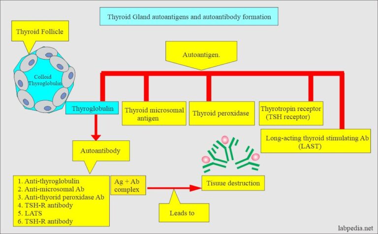 Anti Thyroid Microsomal Antibody Anti Thyroid Peroxidase Antibody Thyrotropin Receptor 0434