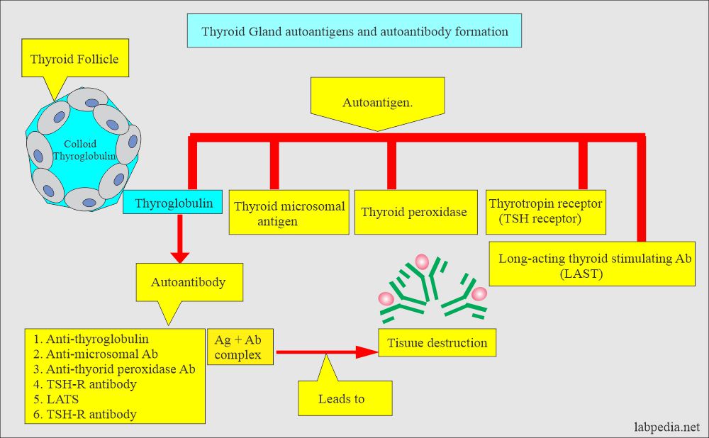 Anti-Thyroid Microsomal Antibody: Thyroid autoantibodies