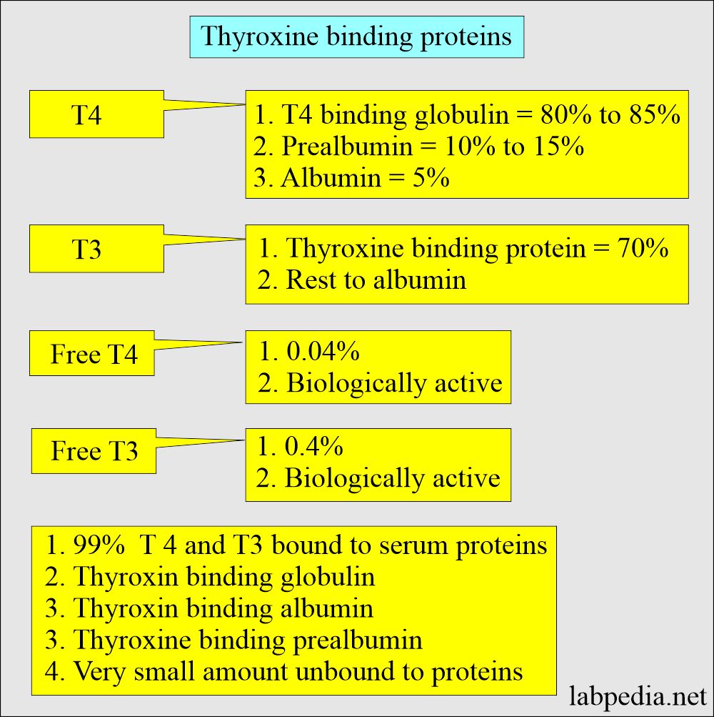 Thyroxine binding proteins