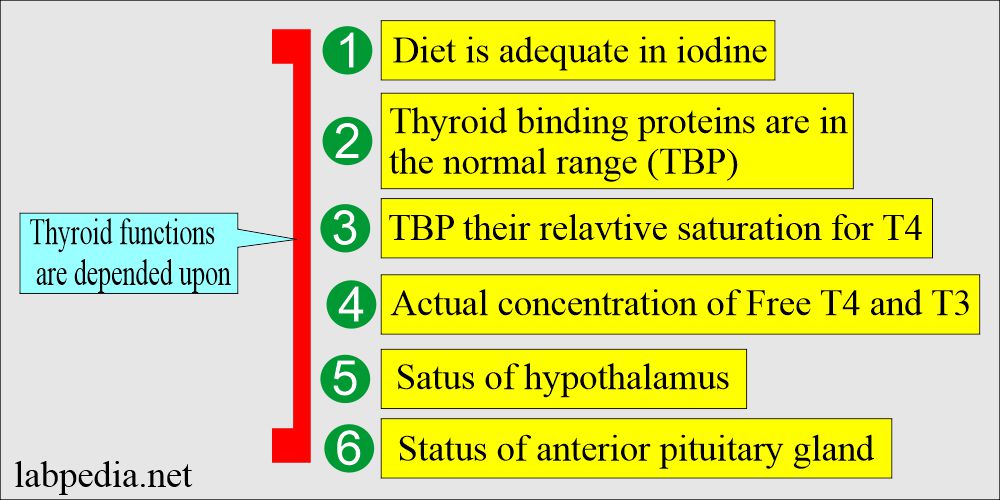 Thyroid functions are dependent upon various factors