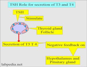 Thyroid:- Part 2 - TSH (Thyroid-Stimulating Hormone), Thyrotropin ...