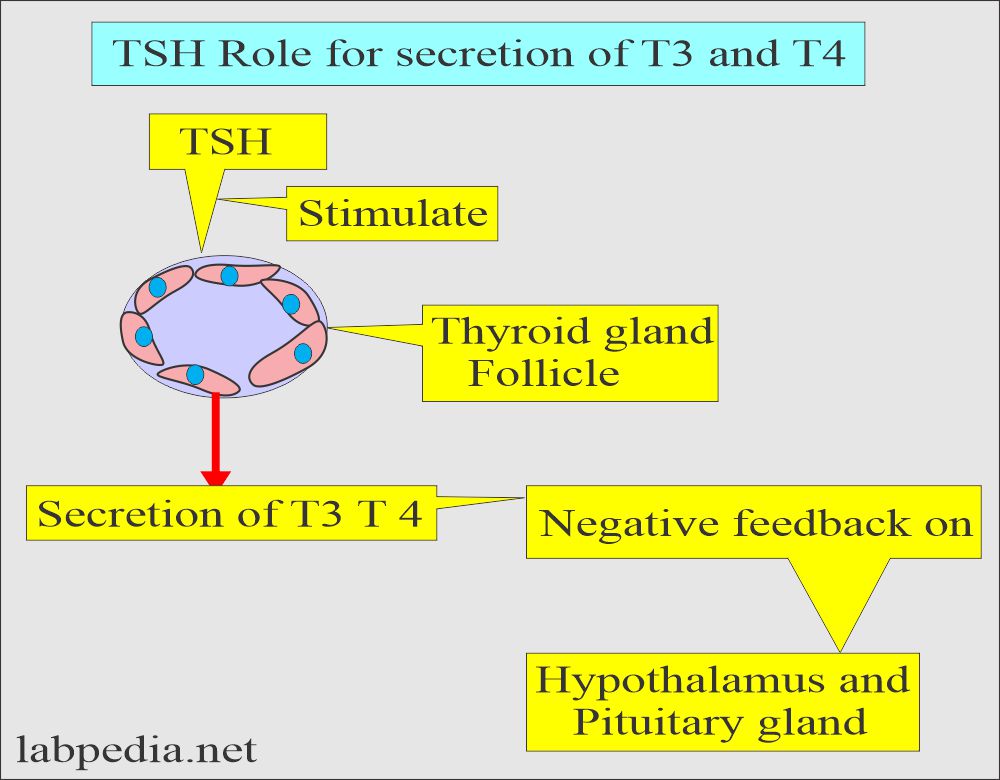 TSH role in thyroid gland secretion
