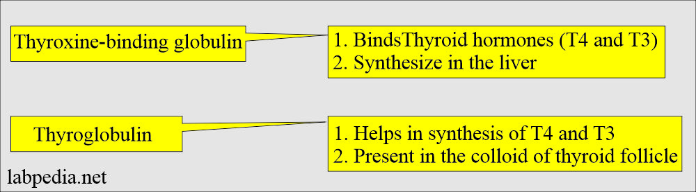 Thyroxine binding protein and thyroglobulin differences
