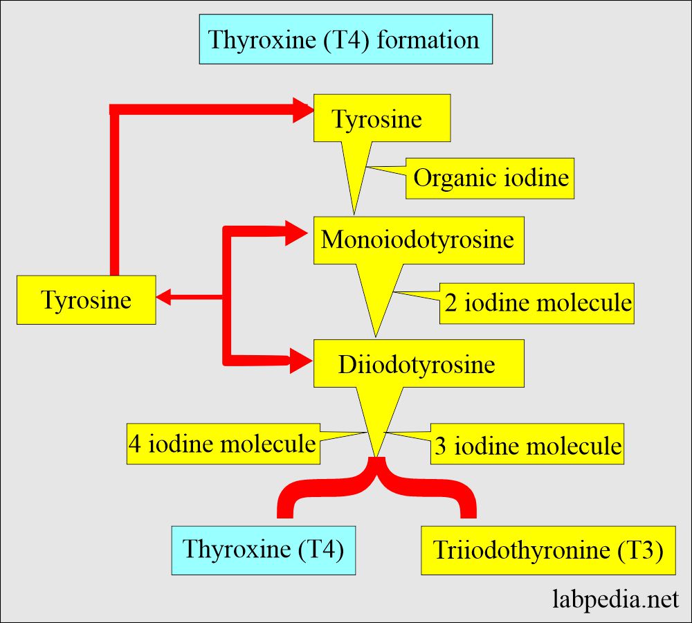 Thyroxine formation