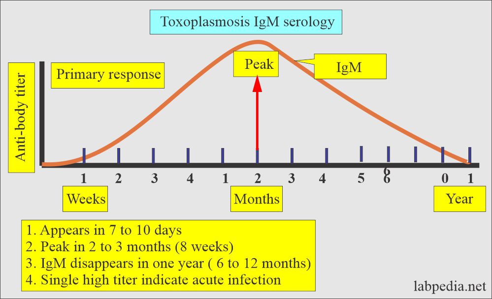 Toxoplasma IgM antibody response
