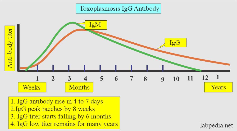 Toxoplasmosis IgG antibody response