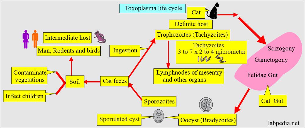 Toxoplasmosis: Toxoplasma Gondii life cycle 