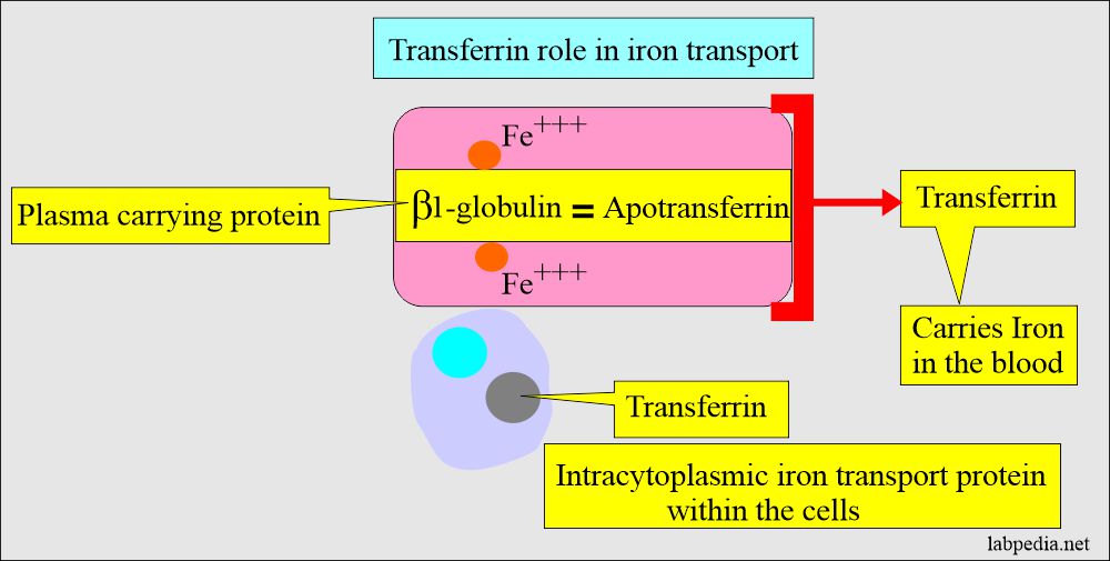 Transferrin molecule 
