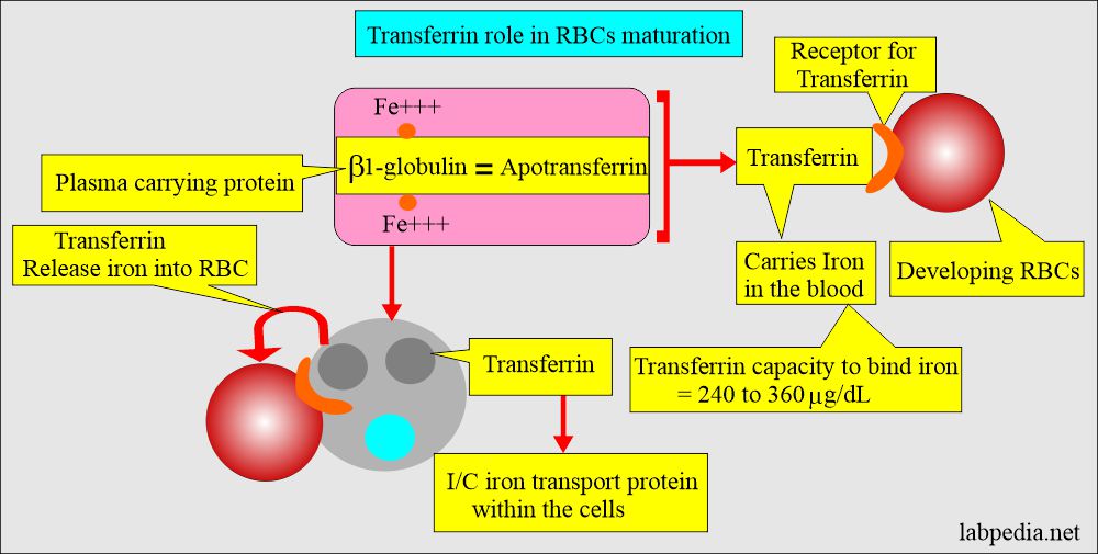 Transferrin role in maturation of the RBCs