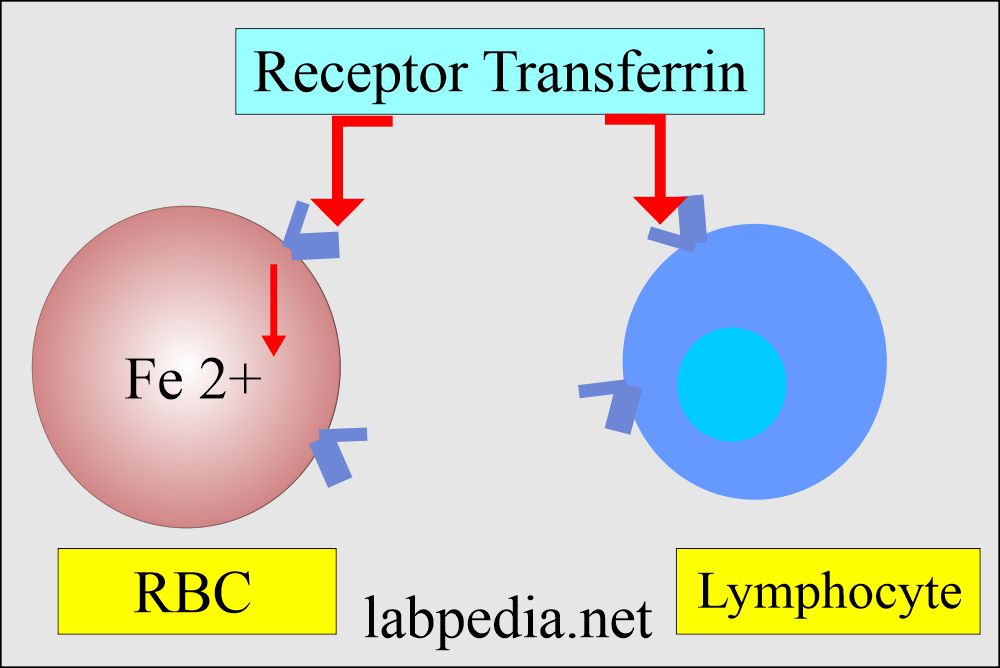 Transferrin receptor