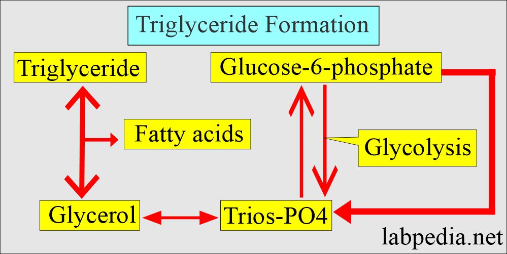 Triglyceride and glucose pathway