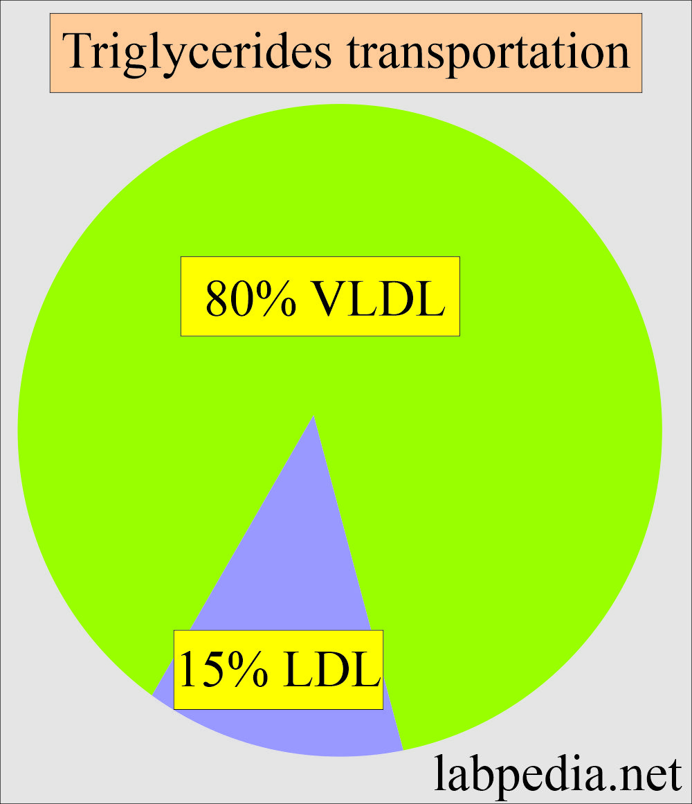 Triglycerides transportation