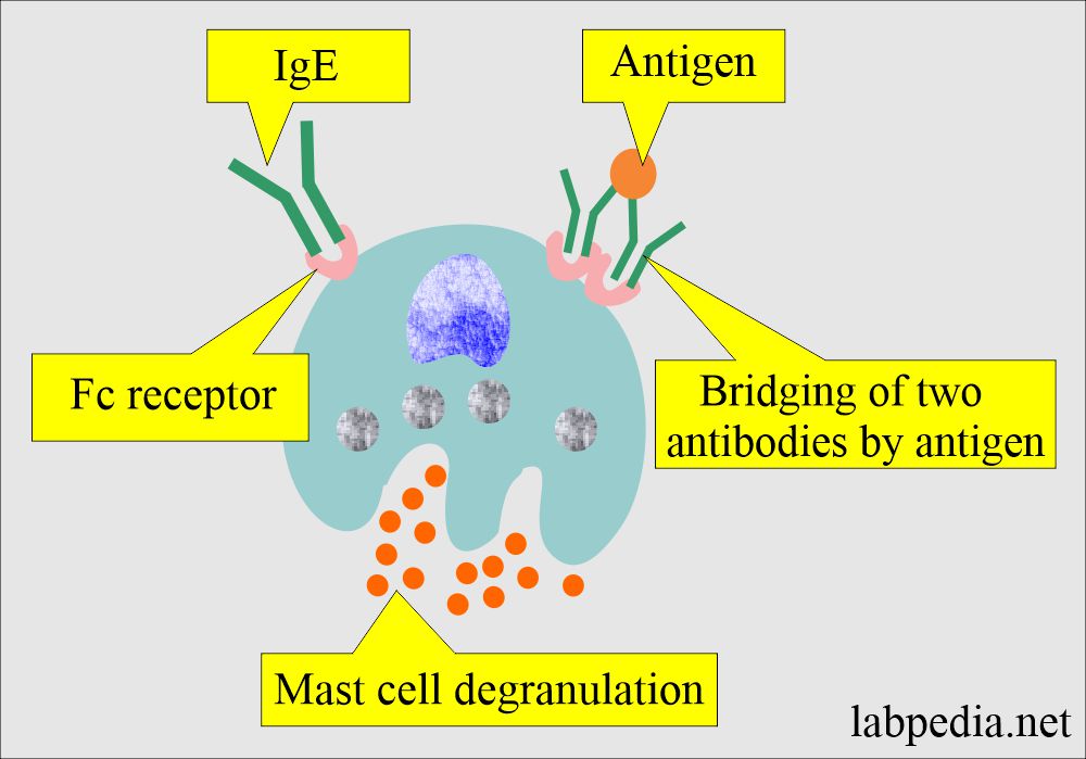 Type 1 Hypersensitivity and mast cell degranulation