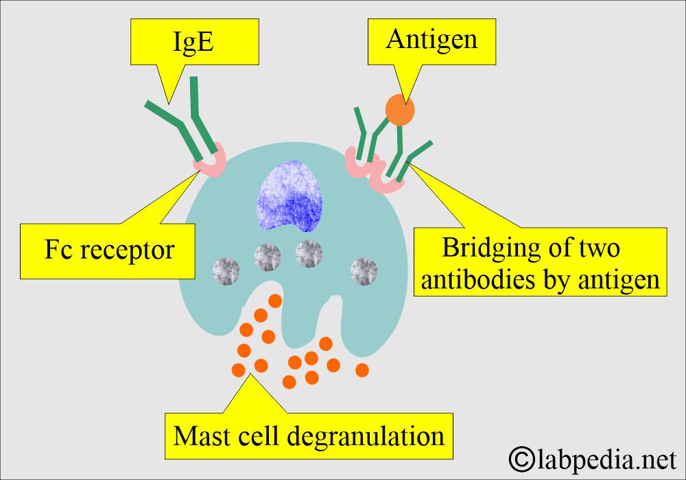 Type -1 Hypersensitivity reaction and mast cell Type -1 Hypersensitivity reaction and mast cell