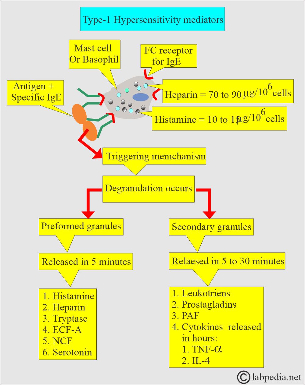 Type 1 Mast mediators