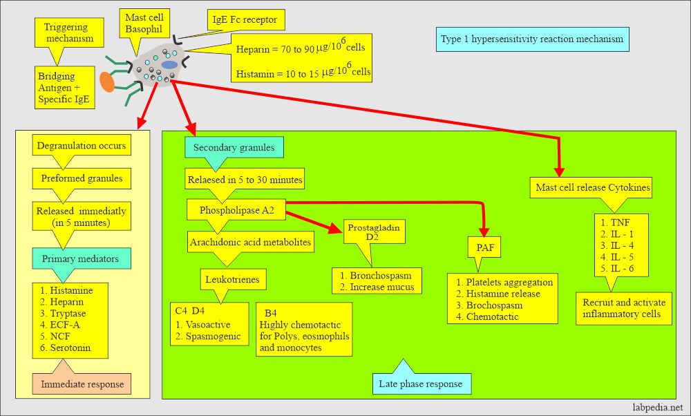 Immunoglobulin E IgE 