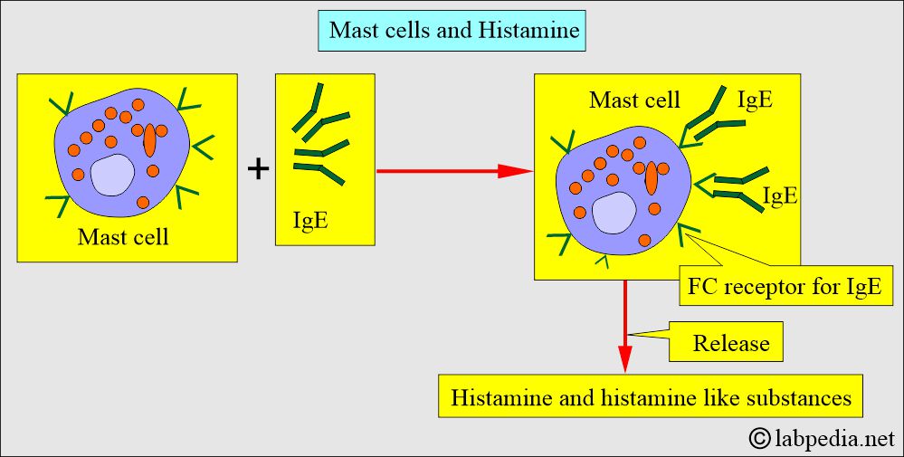 Type- 1 reaction and mast cell mediators Type- 1 reaction and mast cell mediators