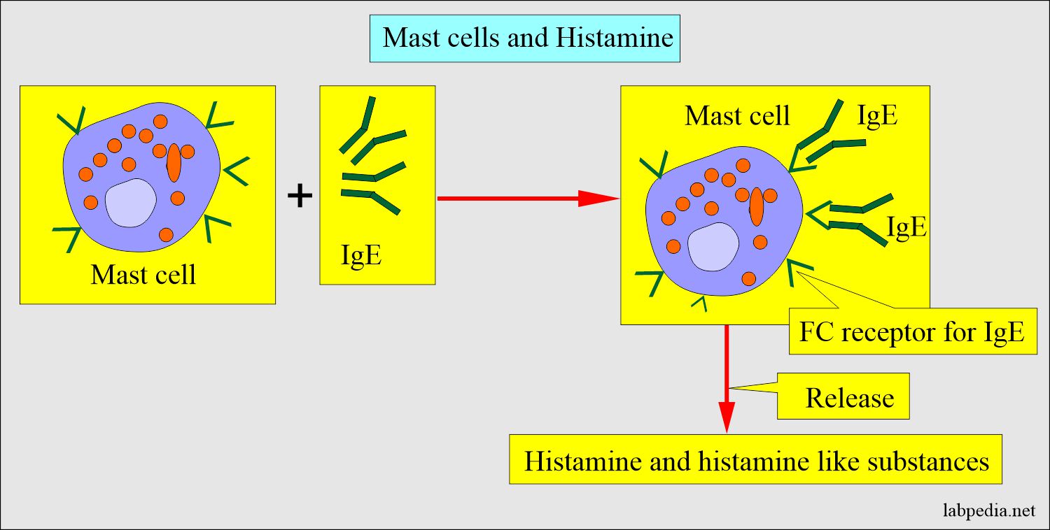 Type 1 reaction and mast cells