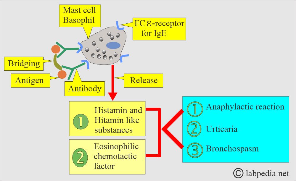 Type 1 Hypersensitivity reaction mechanism Type 1 Hypersensitivity reaction mechanism