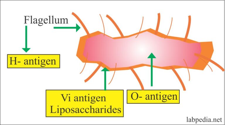 enteric-fever-part-3-typhoid-enteric-fever-diagnosis-widal-test