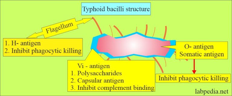 Typhoid Fever, Enteric Fever (Salmonella Typhi)