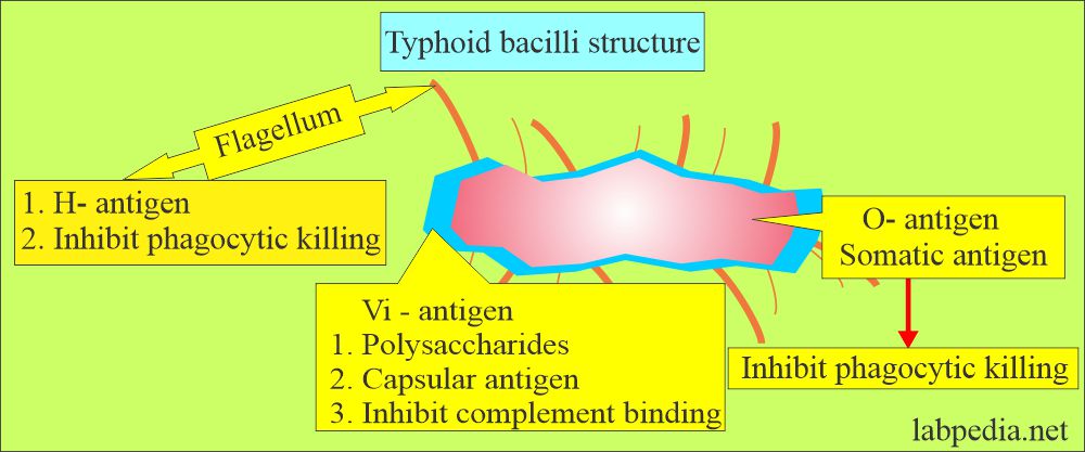 Typhoid bacilli structure