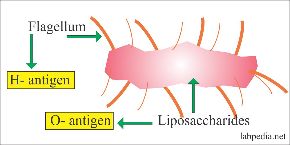 Enteric Fever – Part 1 – Typhoid Fever, Enteric Fever – Labpedia.net