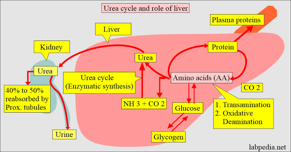 Urea cycle and role of liver and kidneys