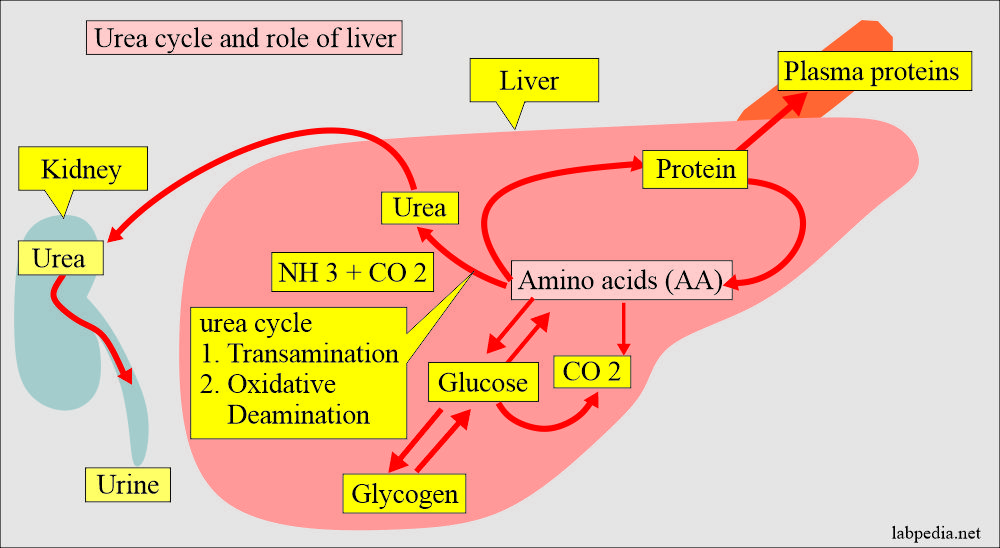Urea cycle and role of liver and kidney