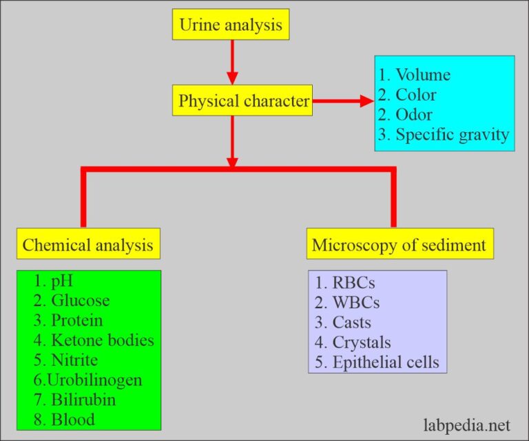 Urine Analysis Part 3 Physical Examination And Interpretation 6902