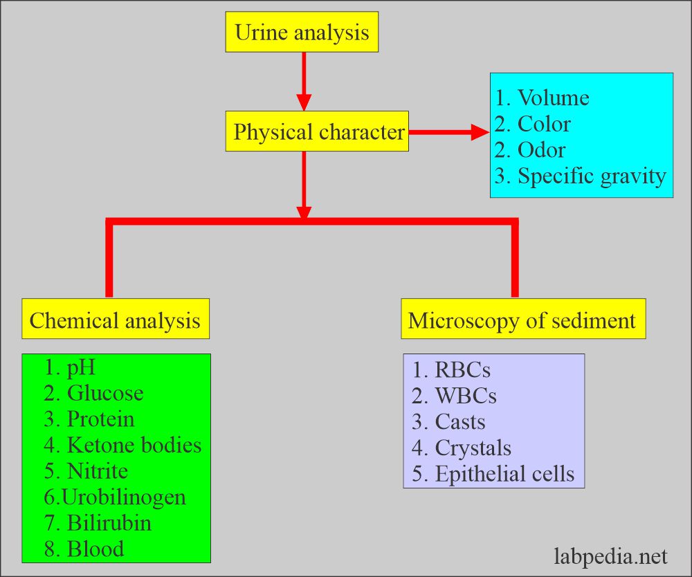 Urine analysis summary