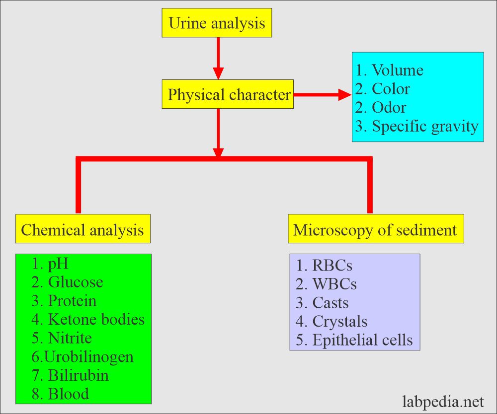 Summary of urine analysis