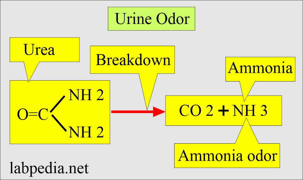 Urine ammonia smell