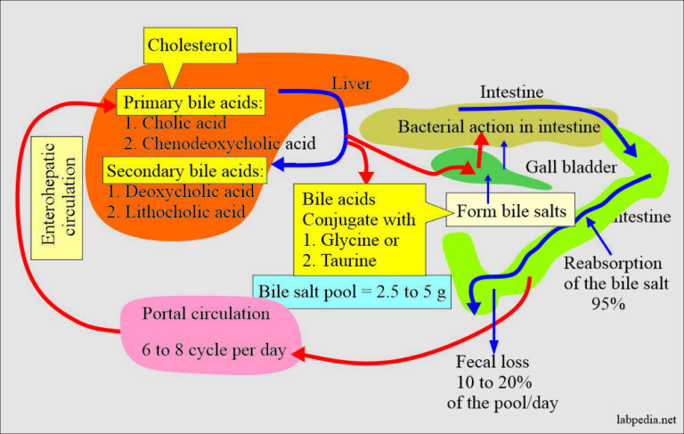 Urine For Bile pigments (Bilirubin, Urobilinogen, and Bile Salts ...