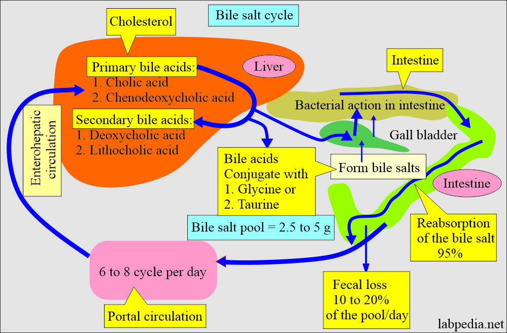 Urine For Bile pigments: Bile salt cycle