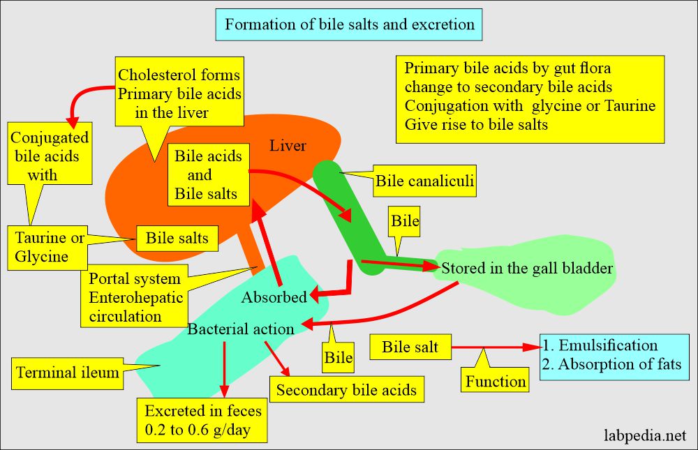 Bile acids and bile salt metabolism