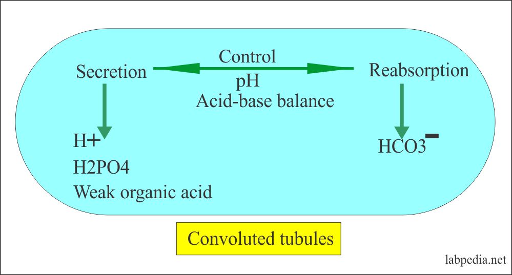 Urine Ph And Its Significance Labpedia Net