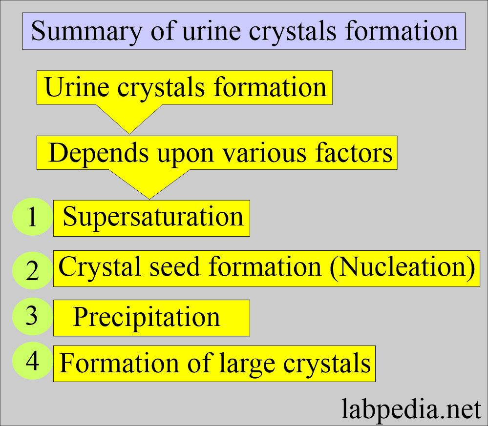 Urine crystals formation