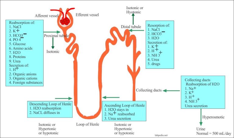 Urine history, Urine Composition, Normal Finding, Advantages of Urine ...