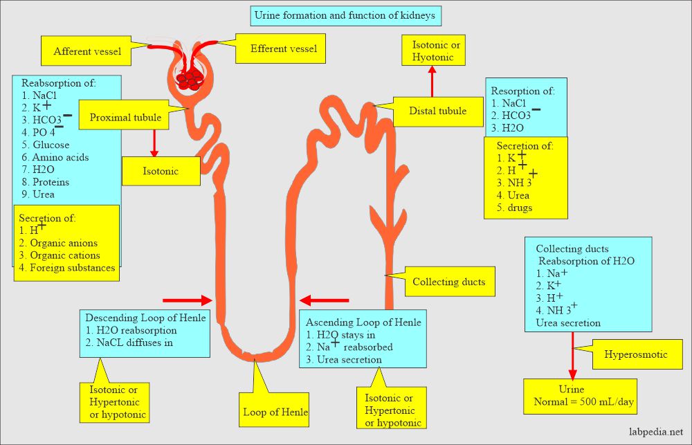 Urine formation and functions of kidneys
