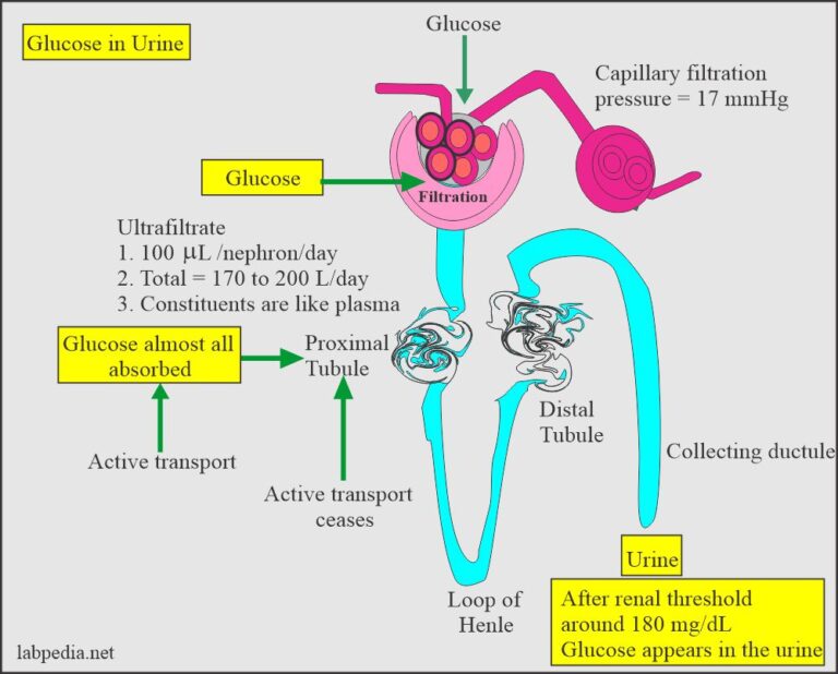 Urine complete Analysis - Labpedia.net