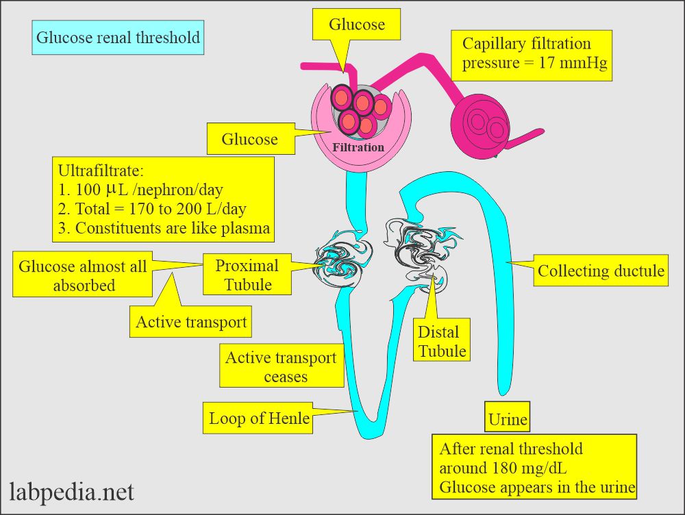 Urine glucose renal threshold