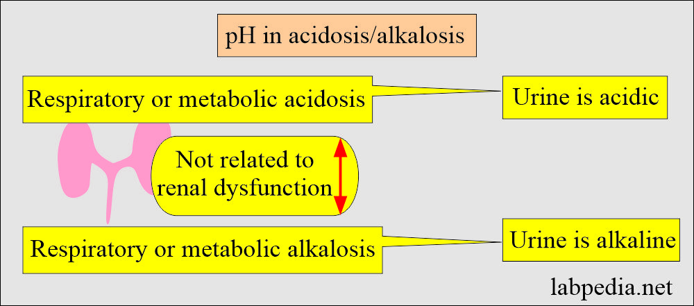 Urine pH in acidosis and alkalosis